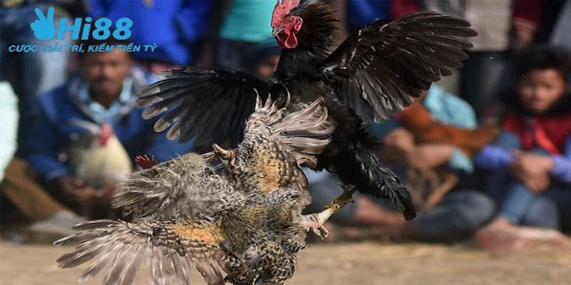 Giới thiệu đôi nét về đá gà cựa sắt campuchia