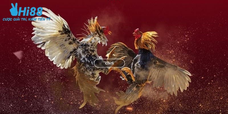 Luật chơi đá gà cựa sắt thomo mới nhất