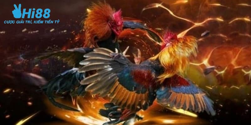 Chiến thuật chơi đá gà cựa sắt Thomo hiệu quả