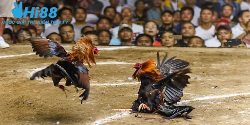 Đá gà trực tiếp trên mạng được hiểu là gì