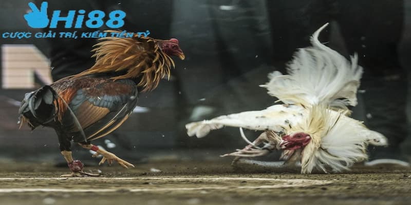 Khám phá ưu điểm nổi bật khi chơi đá gà trực tiếp trên mạng