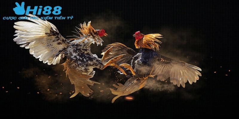 Khả năng đặt cược đá gà trực tiếp trên mạng linh hoạt