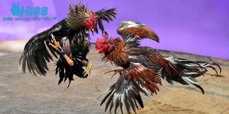 Các hình thức trực tiếp đá gà tre phổ biến hiện nay