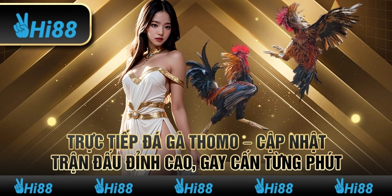 Trực tiếp đá gà thomo – Cập nhật trận đấu đỉnh cao, gay cấn từng phút