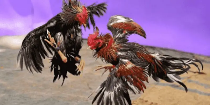 Giới thiệu về đá gà cựa sắt