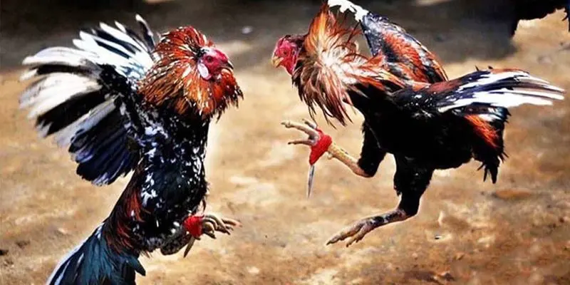 Các giống chiến kê nổi bật trong đá gà cựa sắt