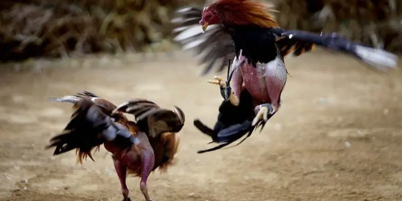 Tại sao nên chọn đá gà cựa sắt tại Hi88?