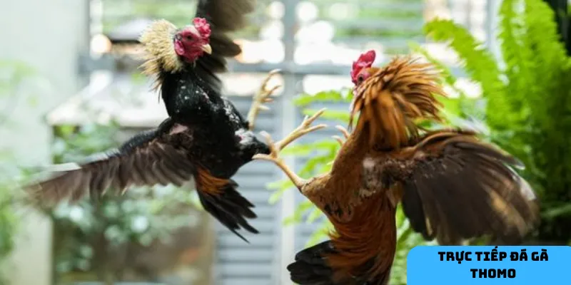 Phân tích kỹ lưỡng các yếu tố.