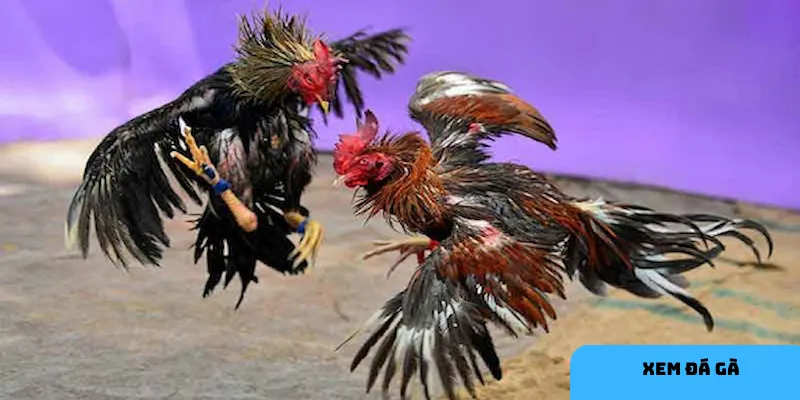 Hiểu rõ giống gà giúp bạn có cái nhìn tổng quan hơn về trận đấu.