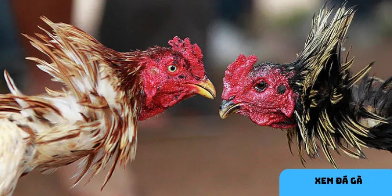 Theo dõi trận đấu từ nhiều sới gà nổi tiếng giúp đa dạng trải nghiệm.