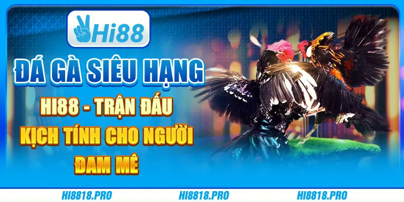 Đá gà siêu hạng hi88 - trận đấu kịch tính cho người đam mê