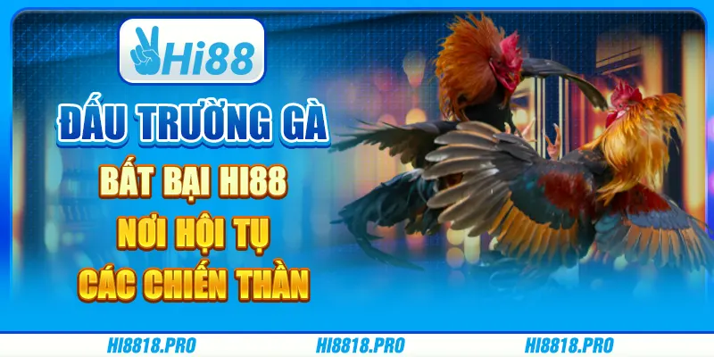 Đấu trường gà bất bại hi88 – nơi hội tụ các chiến thần
