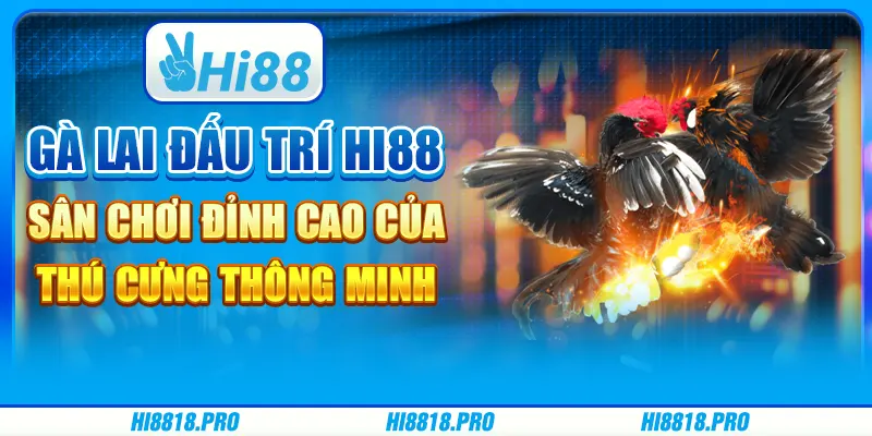 Gà lai đấu trí – cuộc chiến của trí tuệ và tốc độ