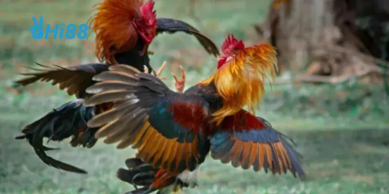 Bí quyết chọn chiến kê chuẩn xác giúp bạn tự tin đặt cược.