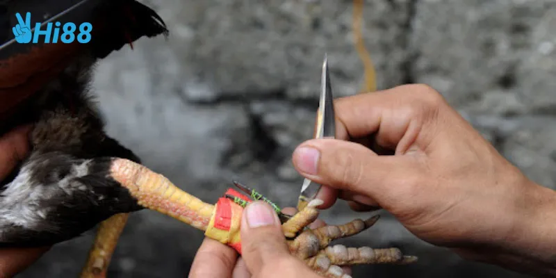 Giới thiệu về đá gà cựa dao