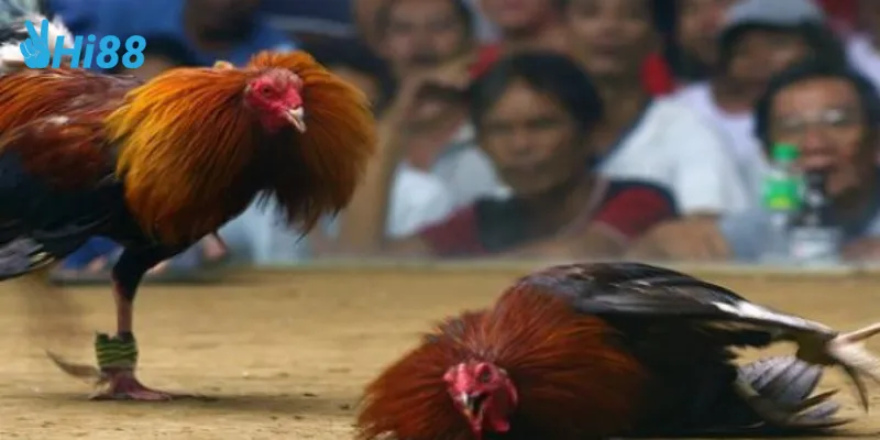 Luật chơi đá gà cựa dao và cách cược