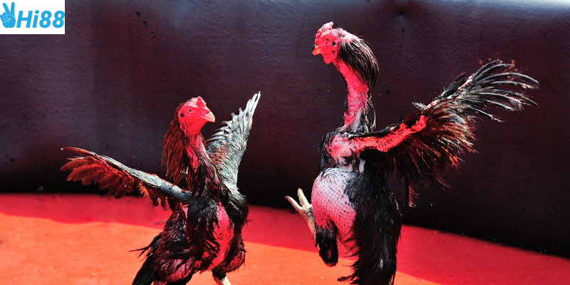 Cách chọn trận đấu quyết định kết quả