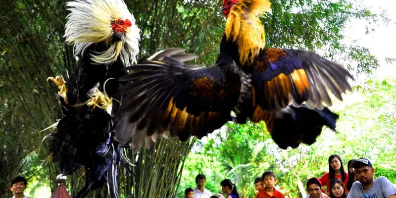 Đặc điểm nổi bật của đá gà lông vũ