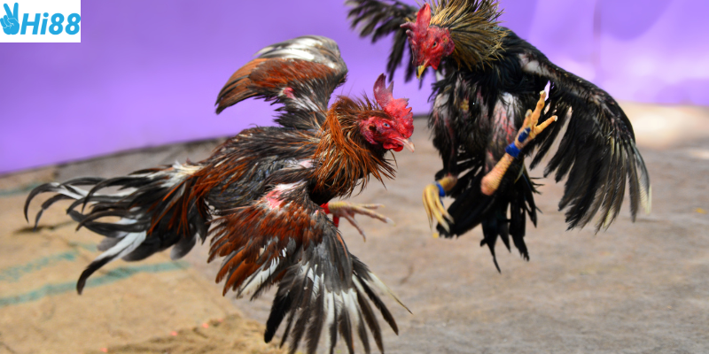 Đá gà trên mạng và sức hấp dẫn của chiến kê