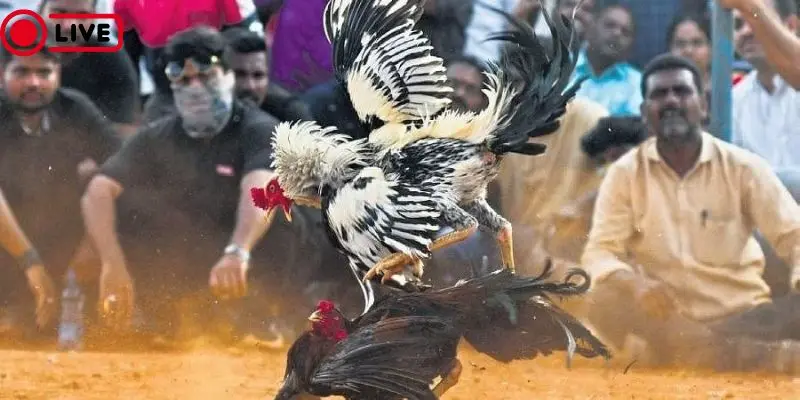 Lý do nên chọn chơi đá gà trực tiếp bình luận viên