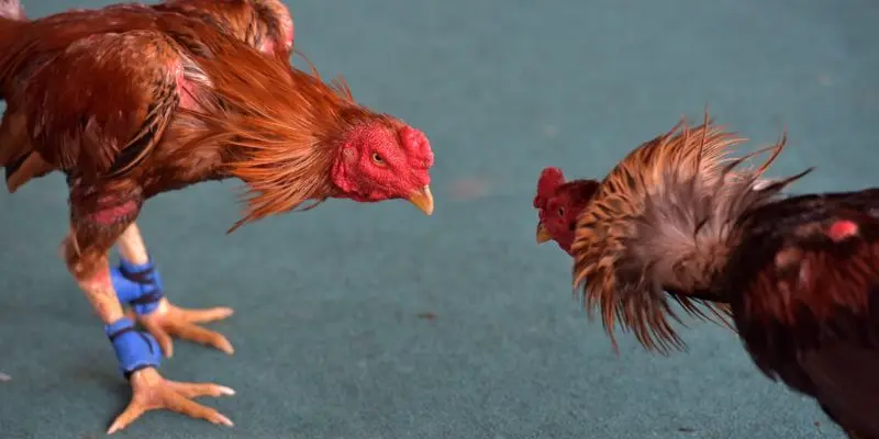 Các loại hình đá gà trực tiếp bình luận viên tại Hi88