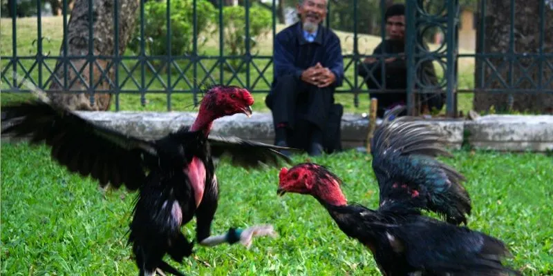 Đặc điểm nổi bật của đá gà vua sân cỏ