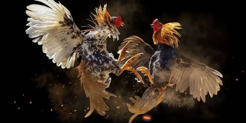 Lý do khiến đấu trường gà bất bại tại Hi88 trở thành lựa chọn số một của người chơi