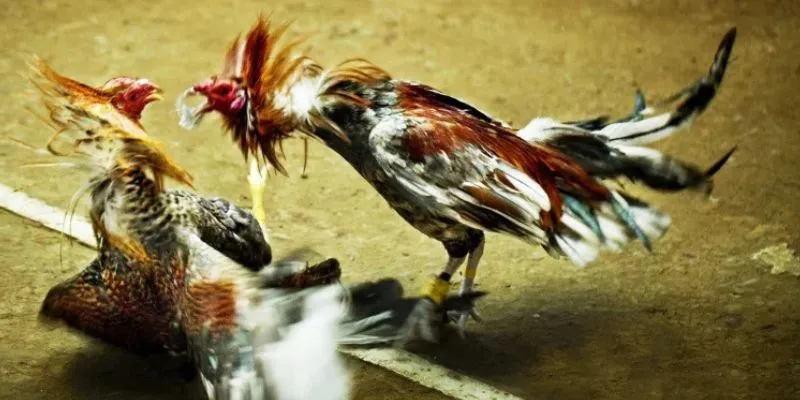 Tổng quan tìm hiểu về Gà Chọi Xứ Bắc