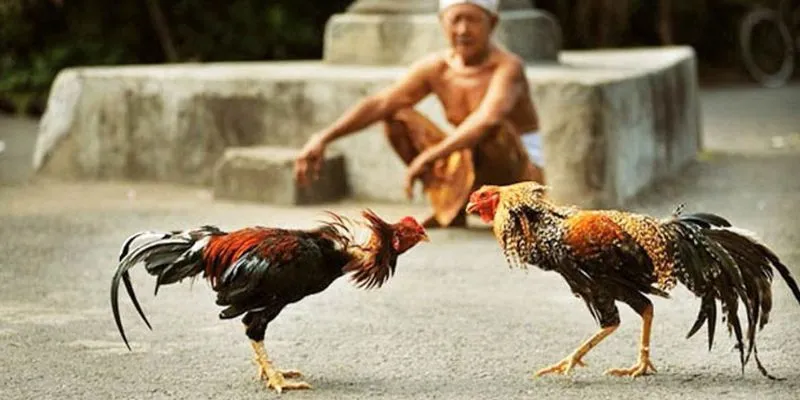 Nhiều loại hình cược mà người chơi có thể áp dụng