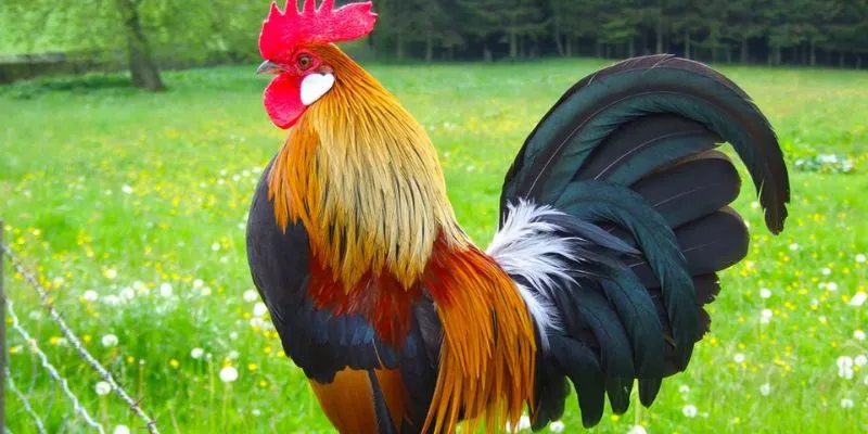 Những màn trình diễn ấn tượng là điểm nhấn thu hút đông đảo người chơi.