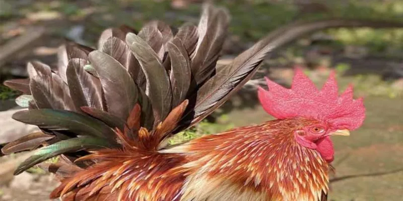 Thao tác nhanh chóng giúp người chơi bắt đầu trải nghiệm mà không gặp trở ngại.