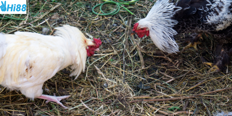 Xem trực tiếp và đặt cược dễ dàng