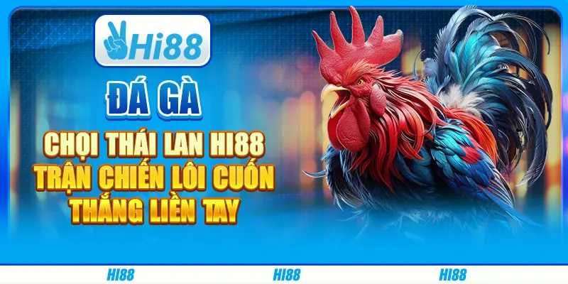 Đá Gà Chọi Thái Lan Hi88 - Trận Chiến Lôi Cuốn, Thắng Liền Tay