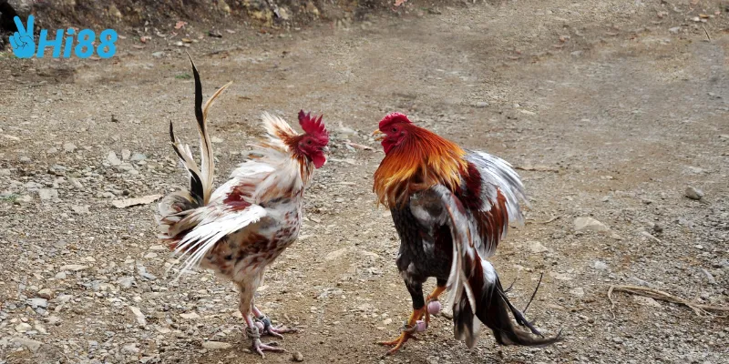 Các loại cược đấu gà trực tiếp online