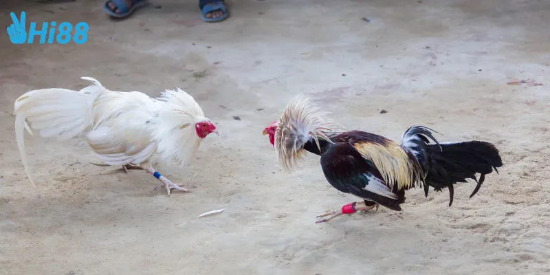 Các trận đá gà campuchia trực tuyến huyền thoại