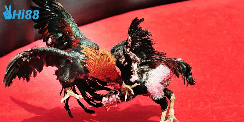 Các trận đấu gà trực tiếp online được yêu thích