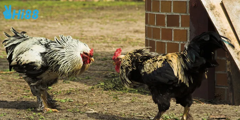 Cách cược đá gà mỹ chiến luôn thắng