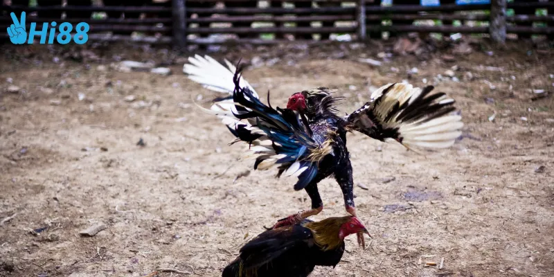 Cách tham gia đá gà chọi Thái Lan trực tiếp