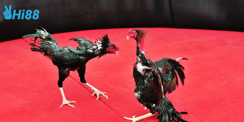 Cách tham gia đá gà cựa kim