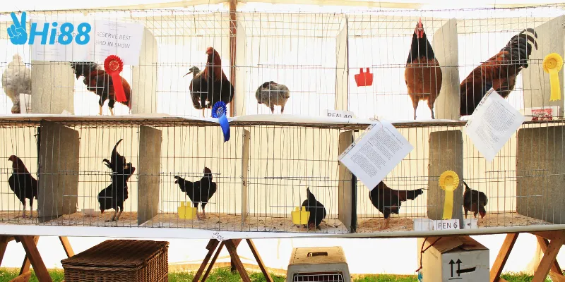 Cách xem đá gà Nam Mỹ trực tiếp