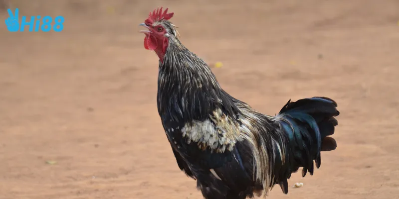 Cập nhật kết quả đá gà Nam Mỹ trực tiếp kịp thời