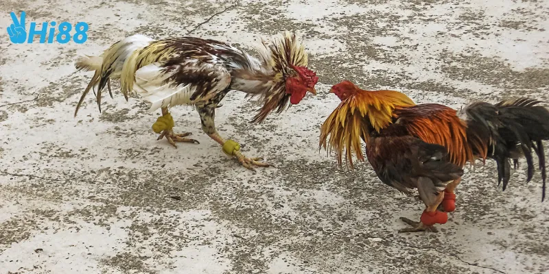 Chiến lược tham gia đấu gà chuyên nghiệp