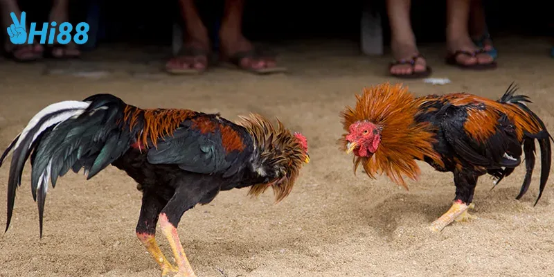 Chiến thuật chơi gà nòi thách đấu