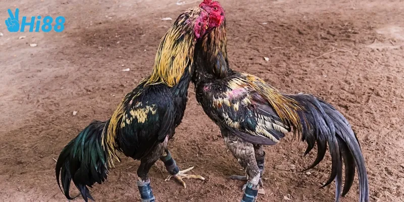 Chiến thuật trong đá gà chọi Thái Lan