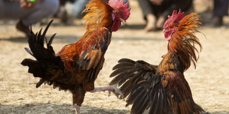 Bí kíp chơi đá gà tre nhanh của anh em cao thủ