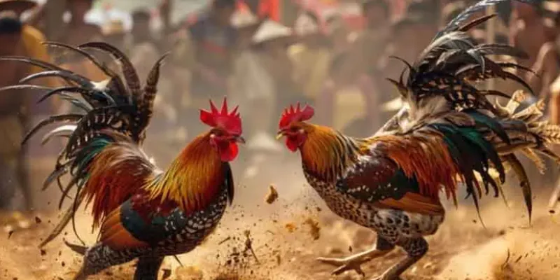 Giới thiệu đá gà cựa sắt Thomo