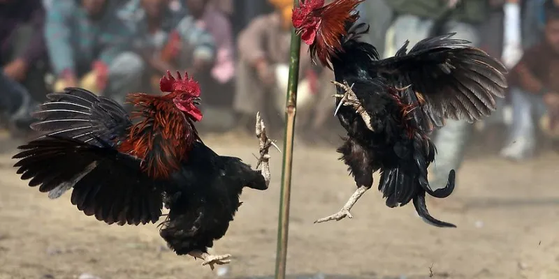 Luật chơi đá gà tại New88