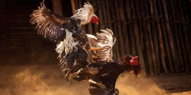Mẹo chiến thắng trong đá gà