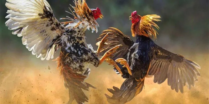 Tại sao loại kèo này lại hot?