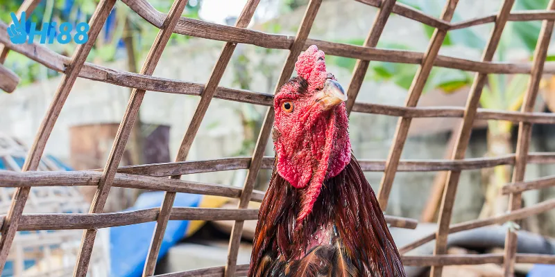 Đặc điểm của đá gà Nam Mỹ trực tiếp